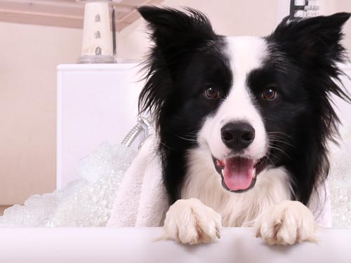Exklusive Betreuung und kreativer Service für Ihre Website mit fachgerechter Suchmaschinenoptimierung - SmartS Dog Grooming